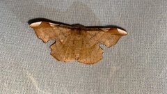 Fascellina chromataria