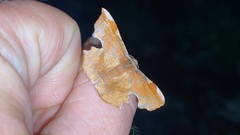 Fascellina chromataria
