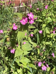 Silene dioica