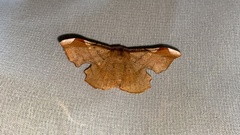 Fascellina chromataria