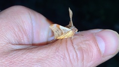 Fascellina chromataria