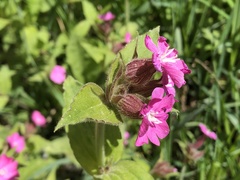Silene dioica