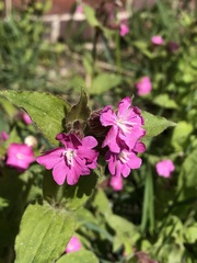 Silene dioica