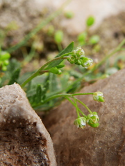 Hornungia procumbens