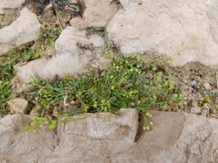 Hornungia procumbens