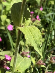 Silene dioica