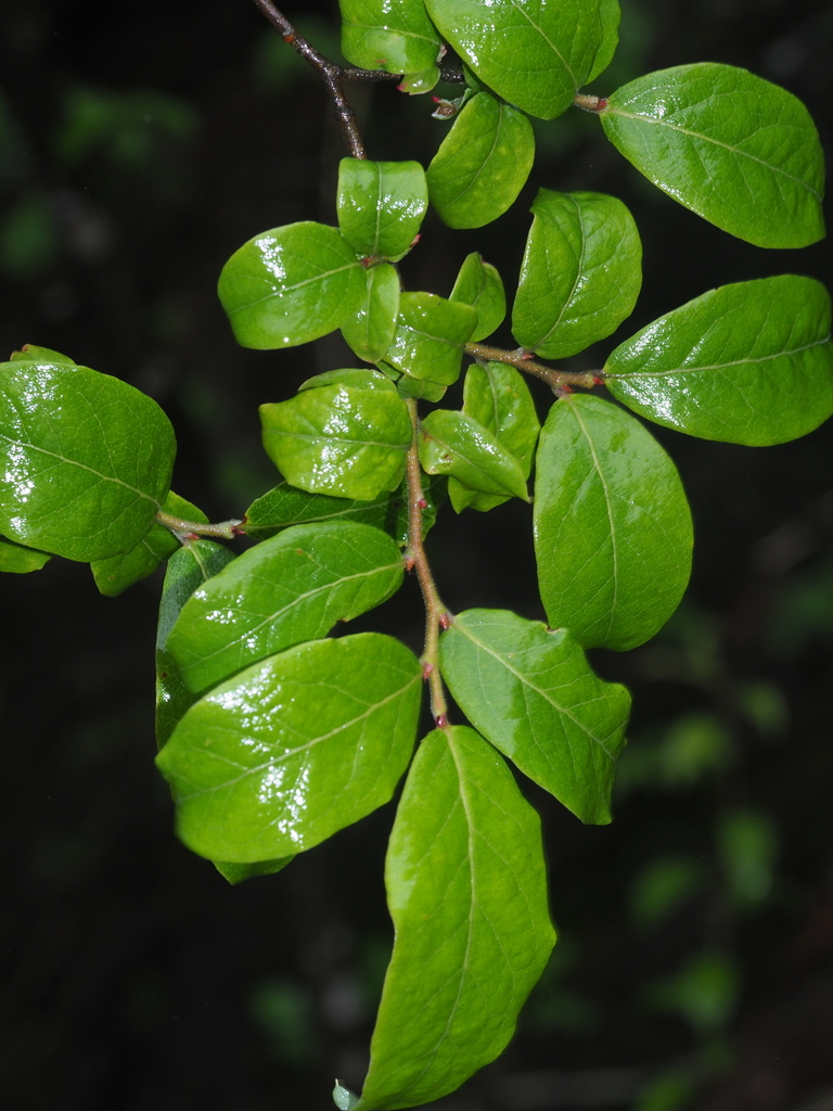 Vaccinium henryi (Vaccinium henryi)