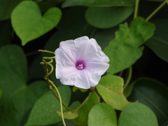 Ipomoea sagittifolia