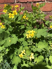 Chelidonium majus