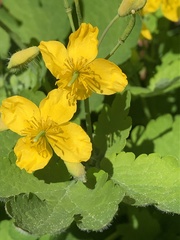 Chelidonium majus