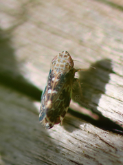 Errastunus ocellaris