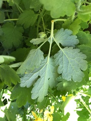 Chelidonium majus