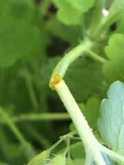 Chelidonium majus