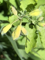 Chelidonium majus