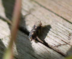 Errastunus ocellaris