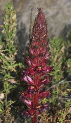 Orobanche foetida