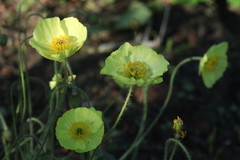 Papaver chakassicum