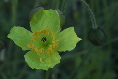 Papaver chakassicum