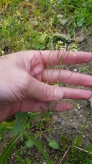 Arabidopsis thaliana
