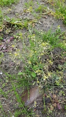 Arabidopsis thaliana