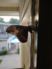 Callosamia angulifera