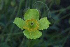 Papaver chakassicum