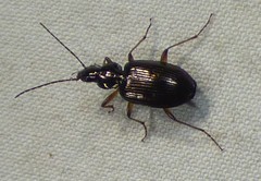 Agonum striatopunctatum