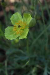Papaver chakassicum