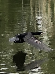 Phalacrocorax carbo