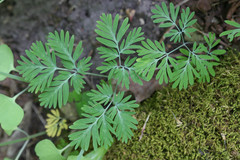 Dicentra canadensis