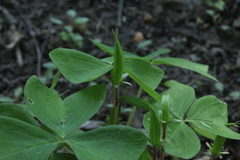 Oxalis obtriangulata