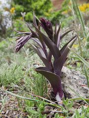 Epipactis kleinii