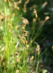 Carex praecox