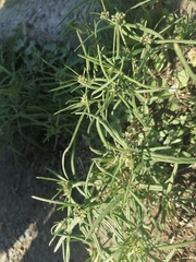 Vincetoxicum sibiricum