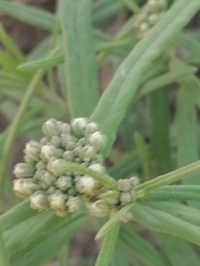 Vincetoxicum sibiricum