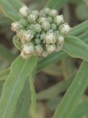 Vincetoxicum sibiricum