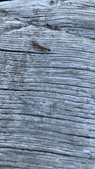 Raphidiinae