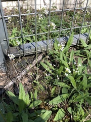 Arabidopsis arenosa