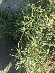 Vincetoxicum sibiricum