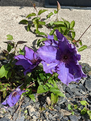 Clematis × jackmanii