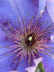 Clematis × jackmanii