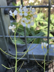 Arabidopsis arenosa
