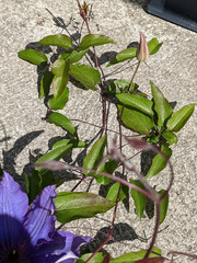 Clematis × jackmanii