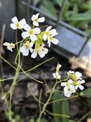 Arabidopsis arenosa