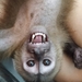 Mono Capuchino - Photo (c) Rosângela Souza, algunos derechos reservados (CC BY), subido por Rosângela Souza