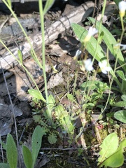 Arabidopsis arenosa