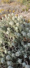 Teucrium dunense