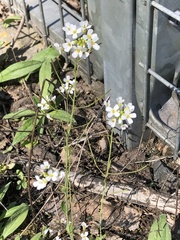Arabidopsis arenosa