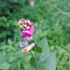 Lathyrus venetus