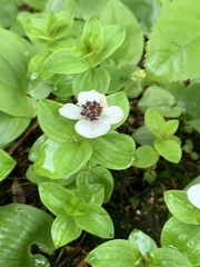 Cornus